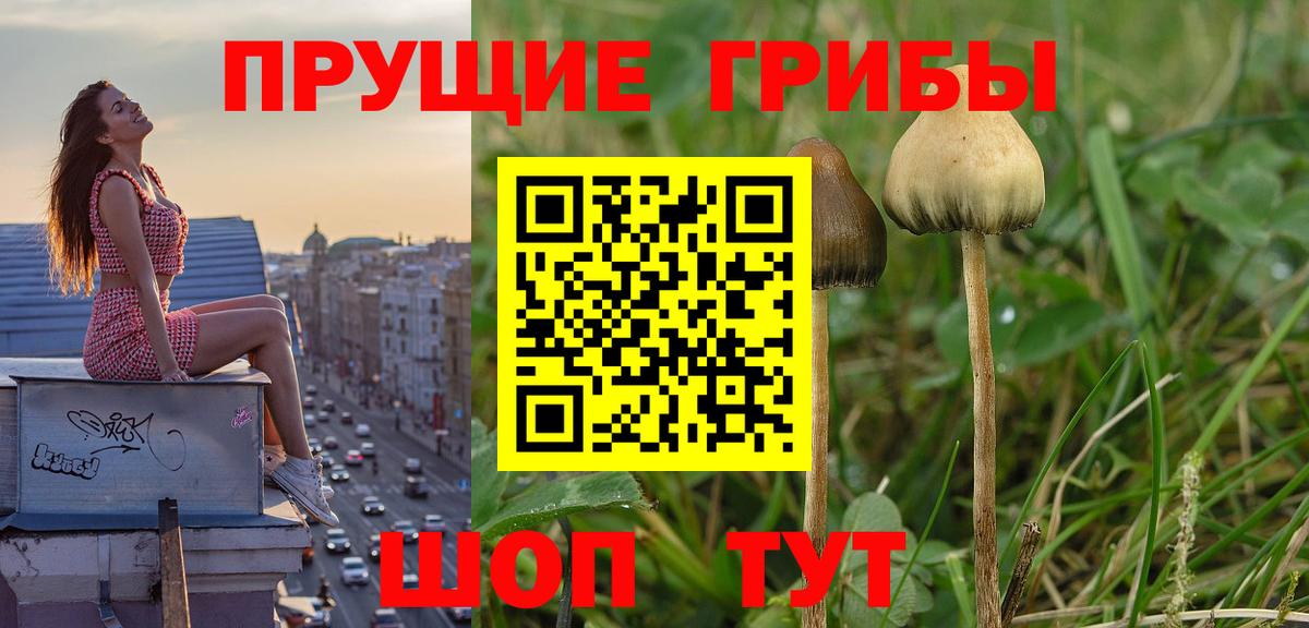 Псилоцибиновые грибы ЛСД Гусиноозёрск